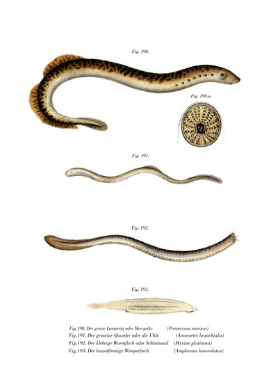 Sea Lamprey by German School