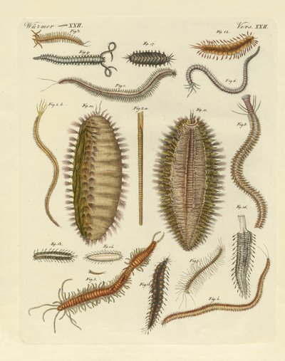Seaworms by German School