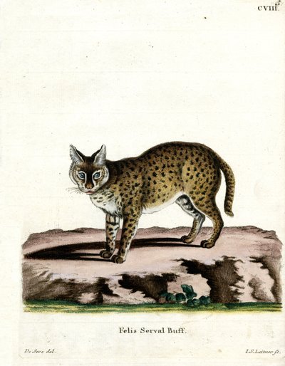 Serval by German School