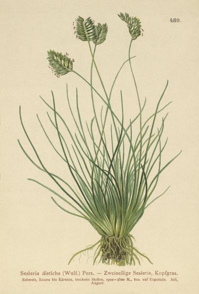 Sesleria by German School