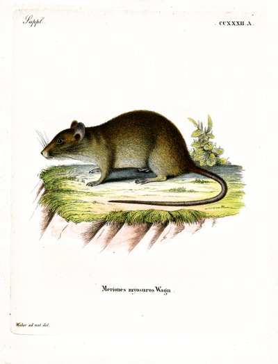 Short-tailed Bandicoot Rat by German School