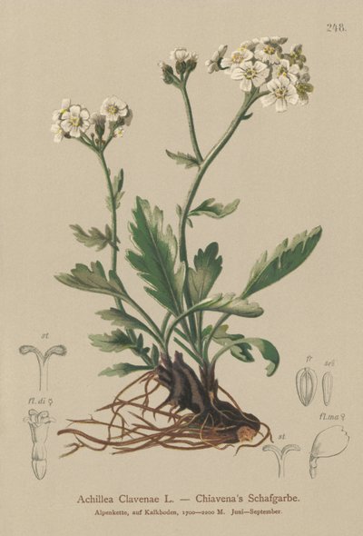 Silvery Yarrow by German School
