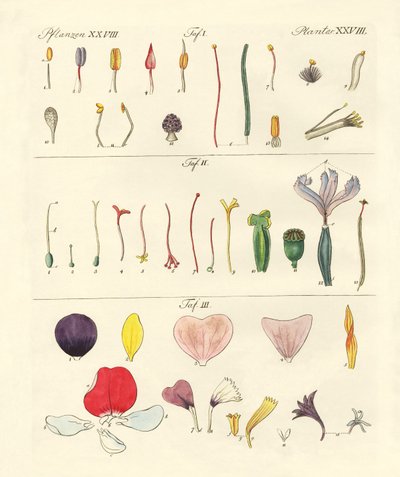 Single Flower Parts by German School