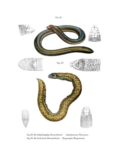 Smallhead Worm Lizard by German School