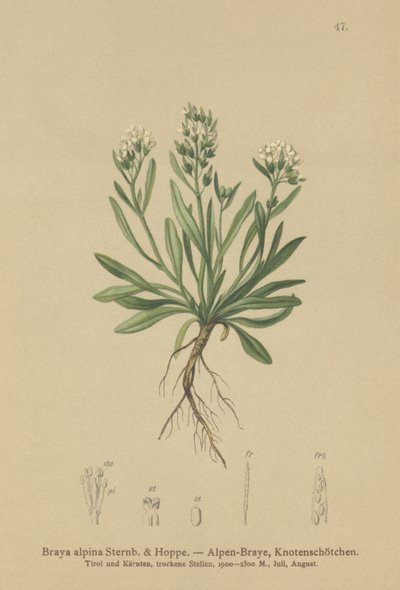 Smooth Northern-rockcress by German School