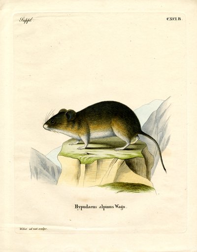 Snow Vole by German School
