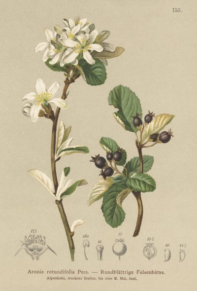 Snowy Mespilus by German School