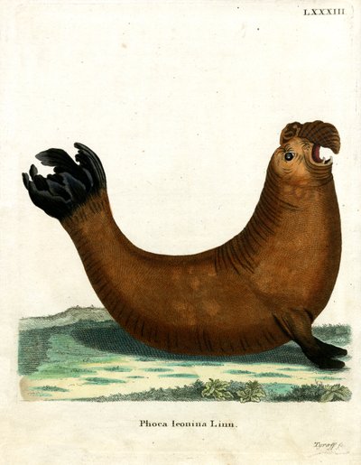 Southern Elephant Seal by German School