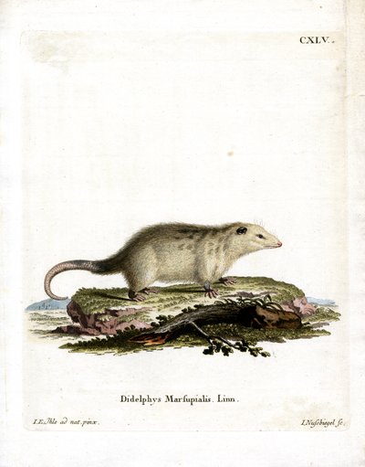 Southern Opossum by German School