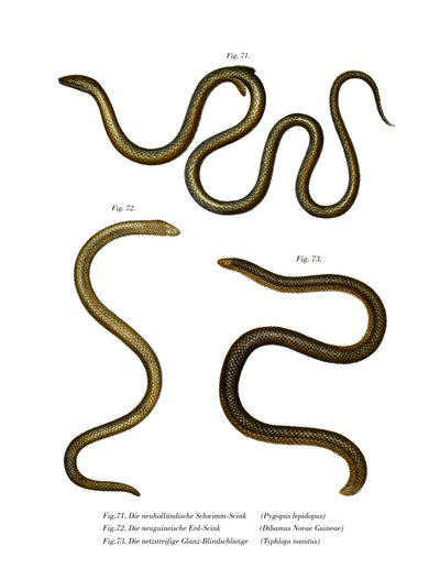 Southern Scaly Foot by German School