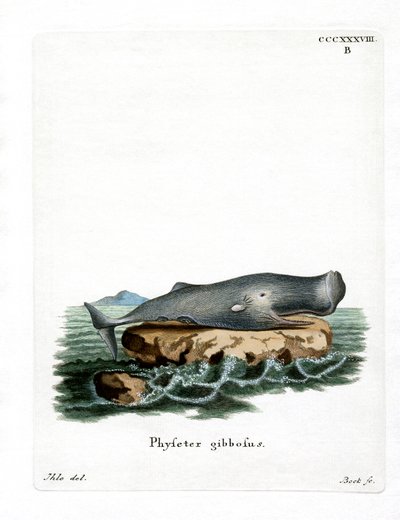 Sperm Whale by German School