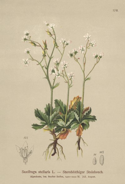Starry Saxifrage by German School