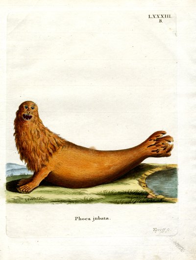 Steller Sea Lion by German School