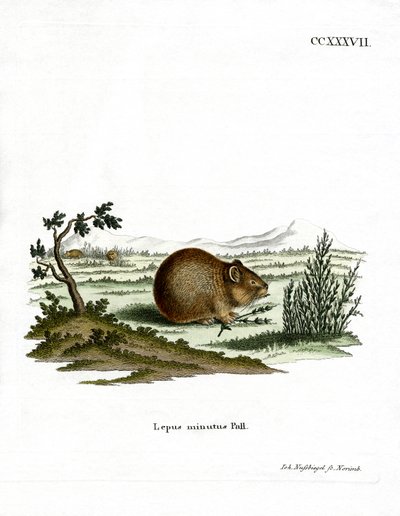 Steppe Pika by German School