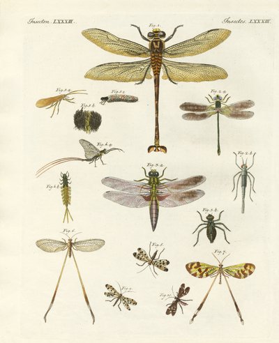 Strange insects by German School
