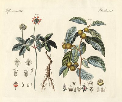 Strange plants by German School