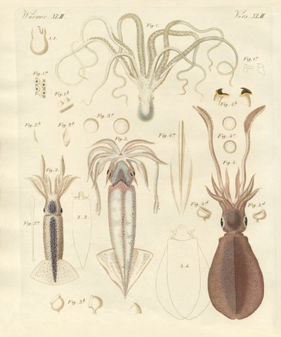 Strange Soft-Worms by German School