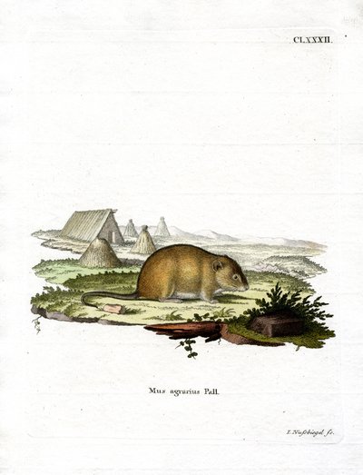 Striped Field Mouse by German School