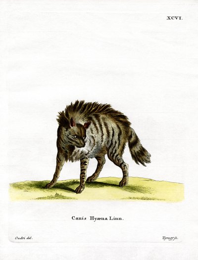 Striped Hyena by German School