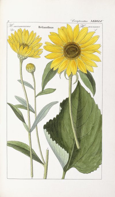 Sunflower by German School