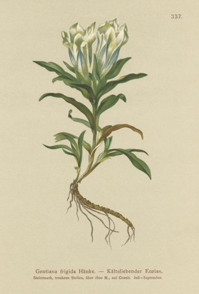 Tauern Gentian by German School