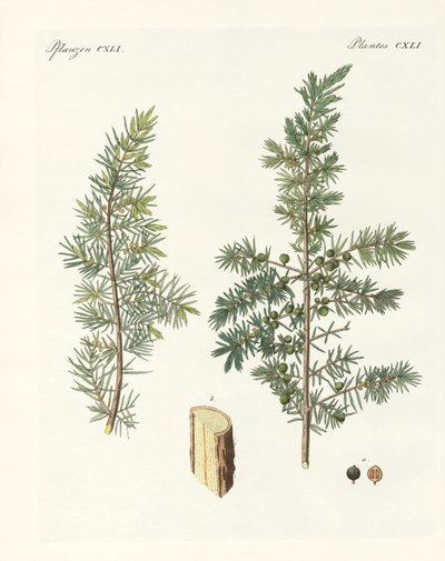 The Common Juniper by German School