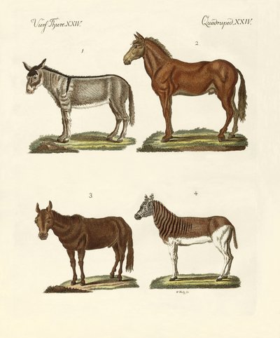 The Donkey and Its Varieties by German School