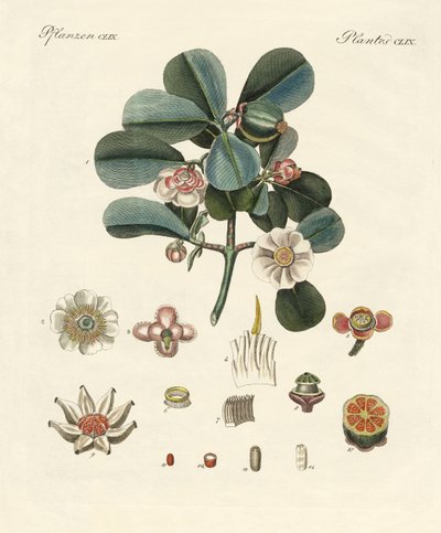 The rose-colored clusia by German School