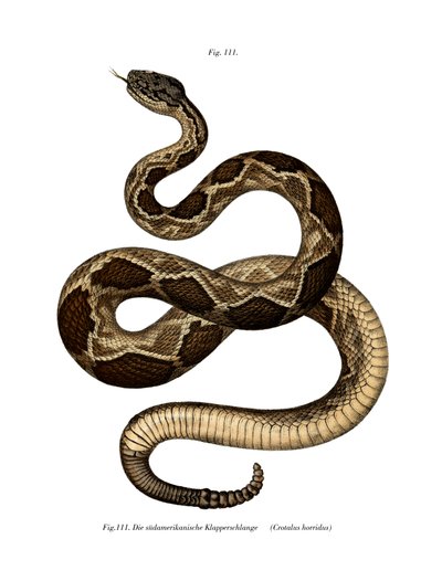 Timber Rattlesnake by German School
