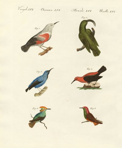 Treecreepers and Hummingbirds by German School