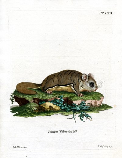 Virginian Flying Squirrel by German School