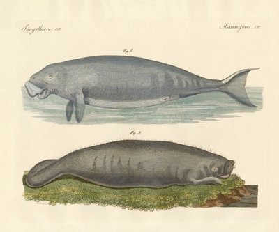 Whale-like animals by German School