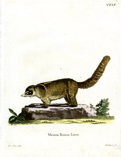 White-nosed Coati by German School