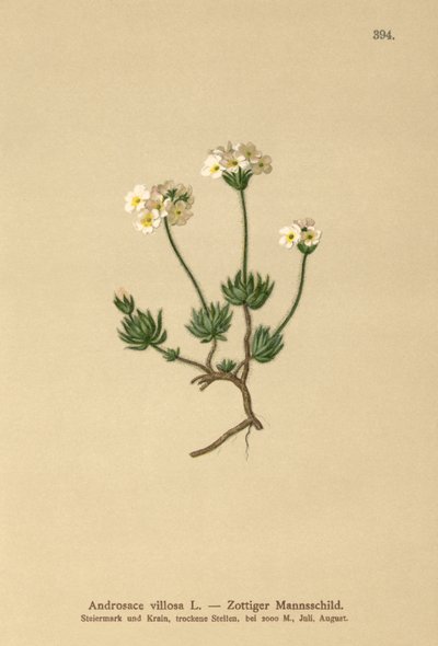 Woolly Rock Jasmine by German School