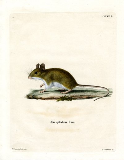 Wood Mouse by German School