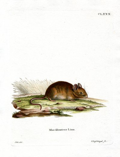 Wood Mouse by German School