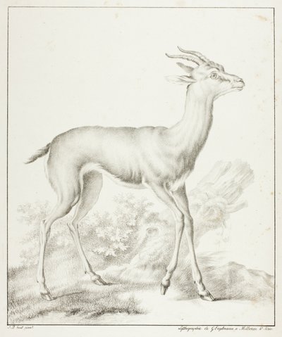 Antelope by Gottfried Engelmann