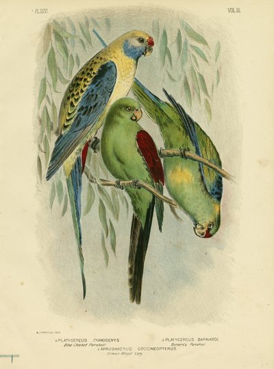 Blue-Cheeked Parakeet, 1891 by Gracius Broinowski