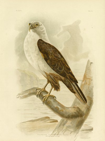 White-Breasted Sea Eagle, 1891 by Gracius Broinowski