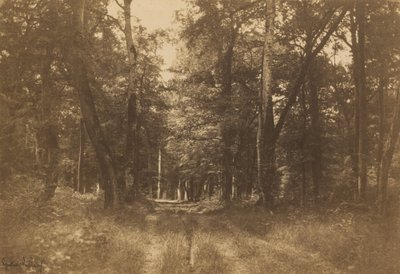 Bas-Bréau, Forest of Fontainebleau by Gustave Le Gray