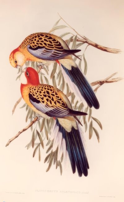 Platycerus Splendidus by H.C. Richter