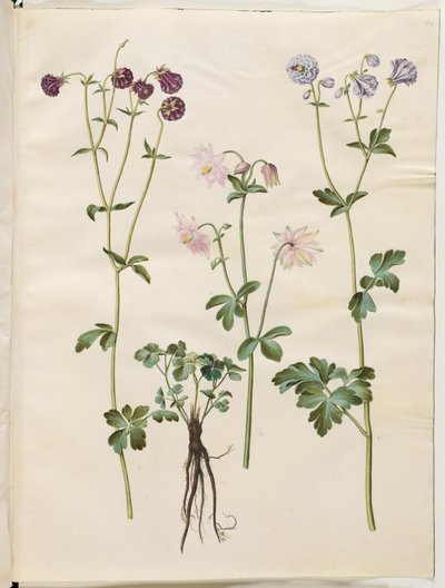 Aquilegia vulgaris (Common Columbine) by Hans Simon Holtzbecker