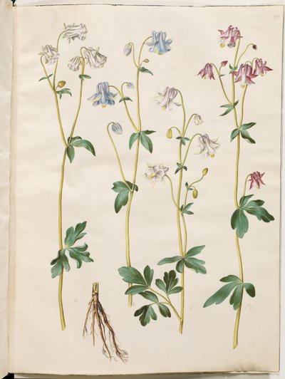 Aquilegia vulgaris (common columbine) by Hans Simon Holtzbecker