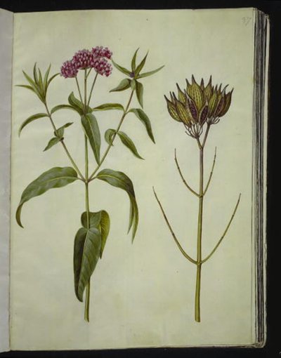 Asclepias incarnata (swamp milkweed) by Hans Simon Holtzbecker