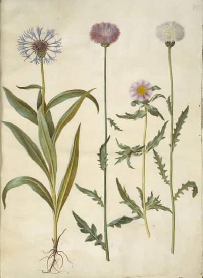 Centaurea montana (Mountain Knapweed); Amberboa moschata (Sweet Sultan) by Hans Simon Holtzbecker