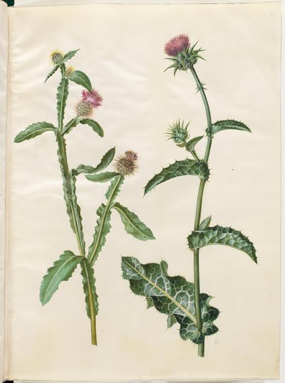 Centaurea Seridis; Silybum Marianum (Milk Thistle) by Hans Simon Holtzbecker