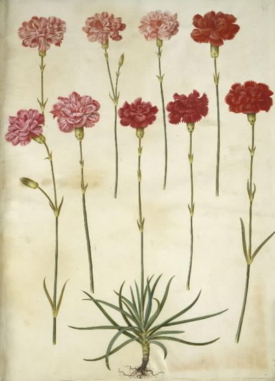 Dianthus caryophyllus by Hans Simon Holtzbecker