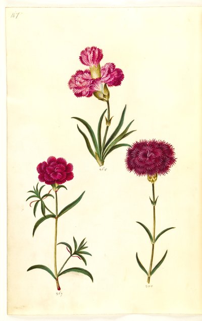 Dianthus caryophyllus (carnation) by Hans Simon Holtzbecker