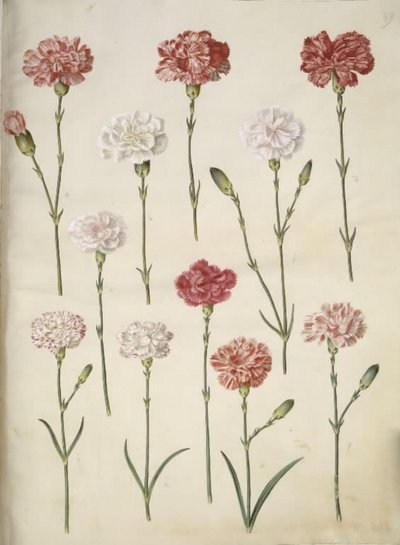 Dianthus Caryophyllus by Hans Simon Holtzbecker
