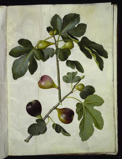 Ficus carica (Common Fig) by Hans Simon Holtzbecker